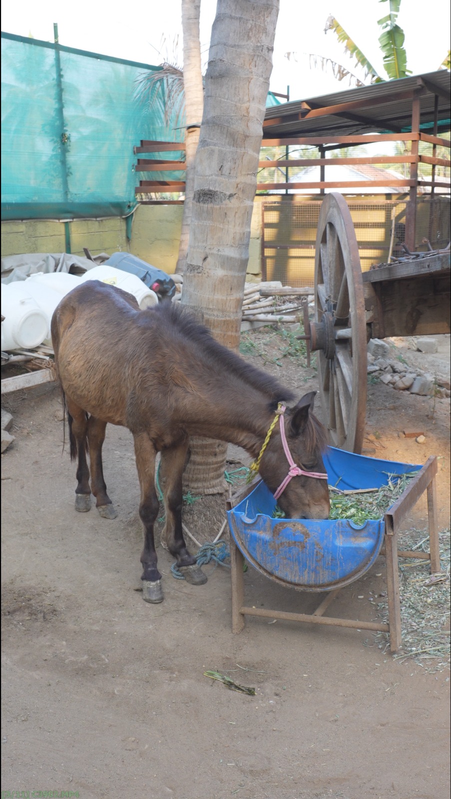 Farm animals experience
